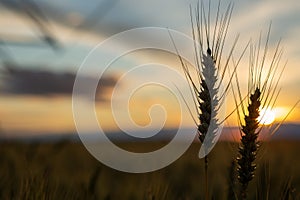 Focus on wheat ears. The wheat is ripe and ready for harvest. Behind is a beautiful sunset