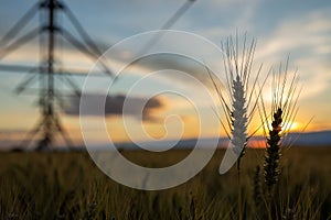 Focus on wheat ears. The wheat is ripe and ready for harvest. Behind is a beautiful sunset