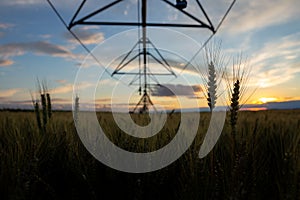 Focus on wheat ears. The wheat is ripe and ready for harvest. Behind is a beautiful sunset, and next to it are irrigation systems