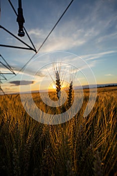 Focus on wheat ears. The wheat is ripe and ready for harvest. Behind is an irrigation system and the sky is blue