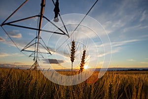 Focus on wheat ears. The wheat is ripe and ready for harvest. Behind is an irrigation system and the sky is blue