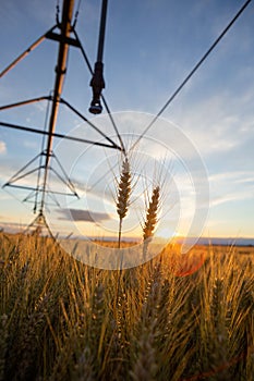 Focus on wheat ears. The wheat is ripe and ready for harvest. Behind is an irrigation system and the sky is blue