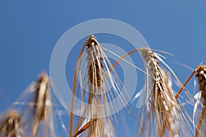 Wheat field, focus on foreground photo