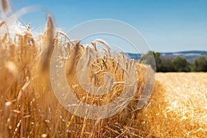 Wheat field, focus on foreground photo