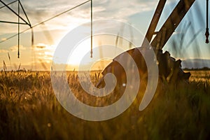 Focus on the wheel of an irrigation system in a ripe wheat field. The wheat is golden yellow and behind is the sunset