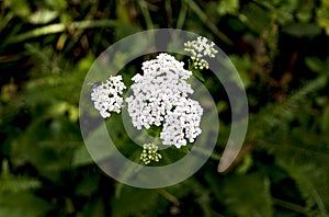 In Focus, White Bunch of Flowers in the Center of Green Background with Fly
