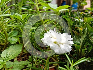 Focus on the white flower that can distract from other objects photo