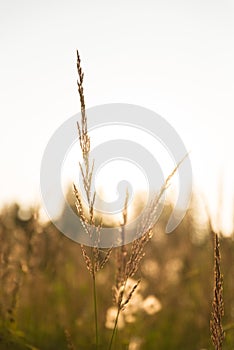Focus on wild grass during sunset with back light