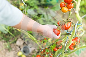 Focus on woman hand picking a red ripe tomato