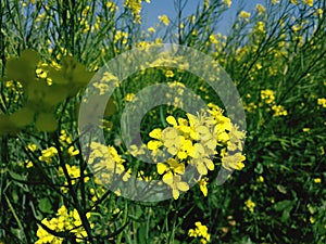 focus yeallow flower