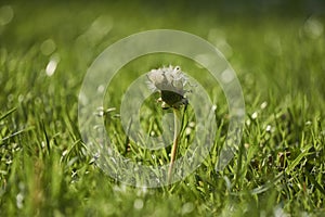 Focus on young dandelion flower in grass with blurry green background