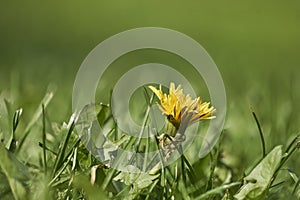 Focus on young dandelion flower in grass with blurry green background