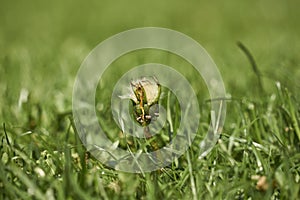 Focus on young dandelion flower in grass with blurry green background