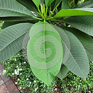 Focuse Beautiful green leaf closeup