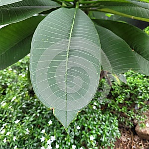 Focuse Beautiful green leaf closeup