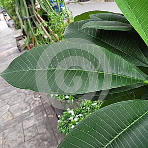 Focuse Beautiful green leaf closeup