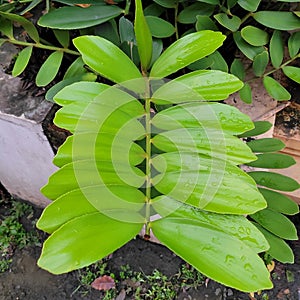 Focuse Beautiful green leaf closeup