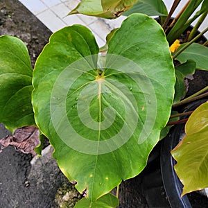 Focuse Beautiful green leaf closeup