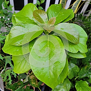 Focuse Beautiful green leaf closeup
