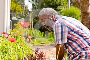 Focused african american senior man gardening in backyard