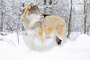 Focused alpha male wolf stands in the snow in beautiful winter forest