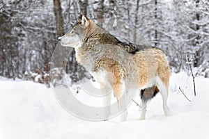 Focused alpha male wolf stands in the snow in beautiful winter forest