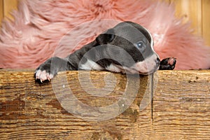 Focused American bully cub looking to the side and listening