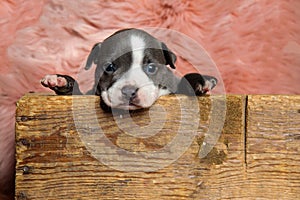 Focused American bully puppy looking forward and listening