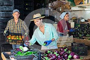 Asian woman sorting harvested eggplants at warehouse of vegetable farm