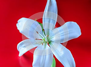 Focused and blurred Asiatic lily