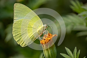 Focused on Catopsilia pyranthe, butterfly sitting and enjoying the nectar of the marigold flower.