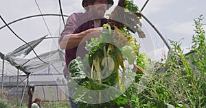 Focused caucasian man collecting vegetables in greenhouse