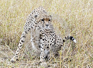 Focused Cheetah photo