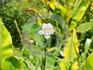 Focused closeup background of Chinese violet & x28;Asystasia gangetica& x29; in unmaintained garden