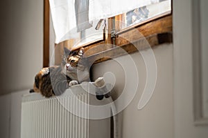 Focused cute fluffy cat lying down on heating radiator by window relax calm at home in cold weather.