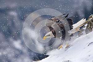 focused eagle passing by snow flurries on a cold mountain slope