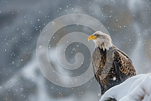 focused eagle passing by snow flurries on a cold mountain slope