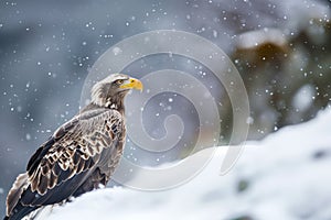 focused eagle passing by snow flurries on a cold mountain slope