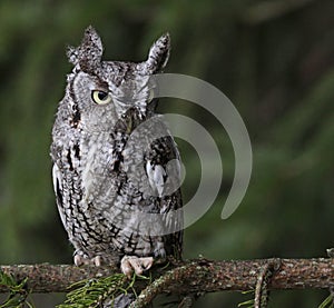 Focused Eastern Screech Owl