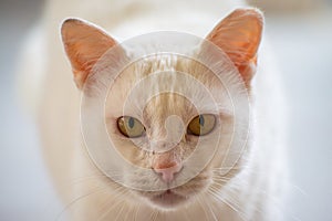 Focused Elegance: White Cat Close-Up