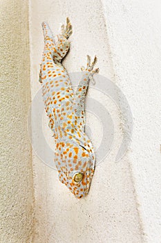 Focused eye and head gecko or gecko verticillatus, orange and gr