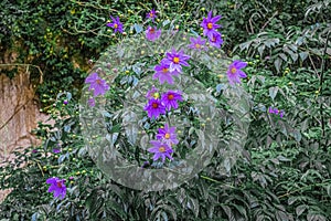 Focused flower and beautiful cajola texture photo