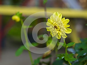 Focused flower head of Chrysanthemums - Yellow Perfect petal of chrysanths flower - Ornamental Flower blossoming in garden.
