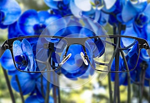 Focused image of bouquet of beautiful blue orchids.  Better vision concept. Glasses for nearsighted