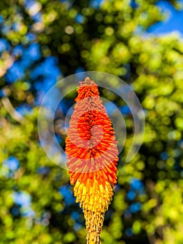 Focused Image of Kniphofia Linearifolia Flower