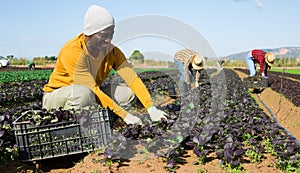 Focused male farmer picking komatsuna leaf greens