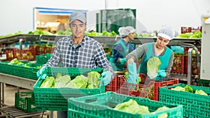 Focused man stacking boxes with lettuce at vegetable sorting factory