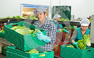 Focused man stacking boxes with lettuce at vegetable sorting factory