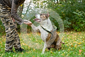 Focused Obedience Training Session with Staffordshire Terrier at Park Play