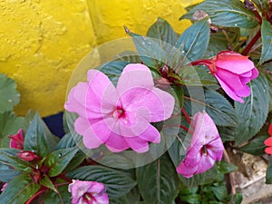 Focused Pink petel flower